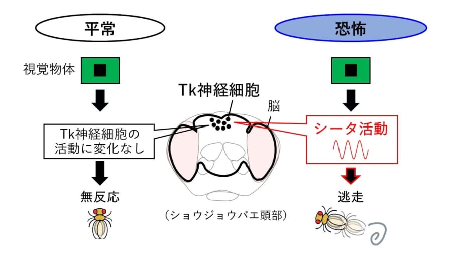 恐怖に陥ると「Tk神経細胞」が視覚刺激に応じて「シータ活動」を起こす