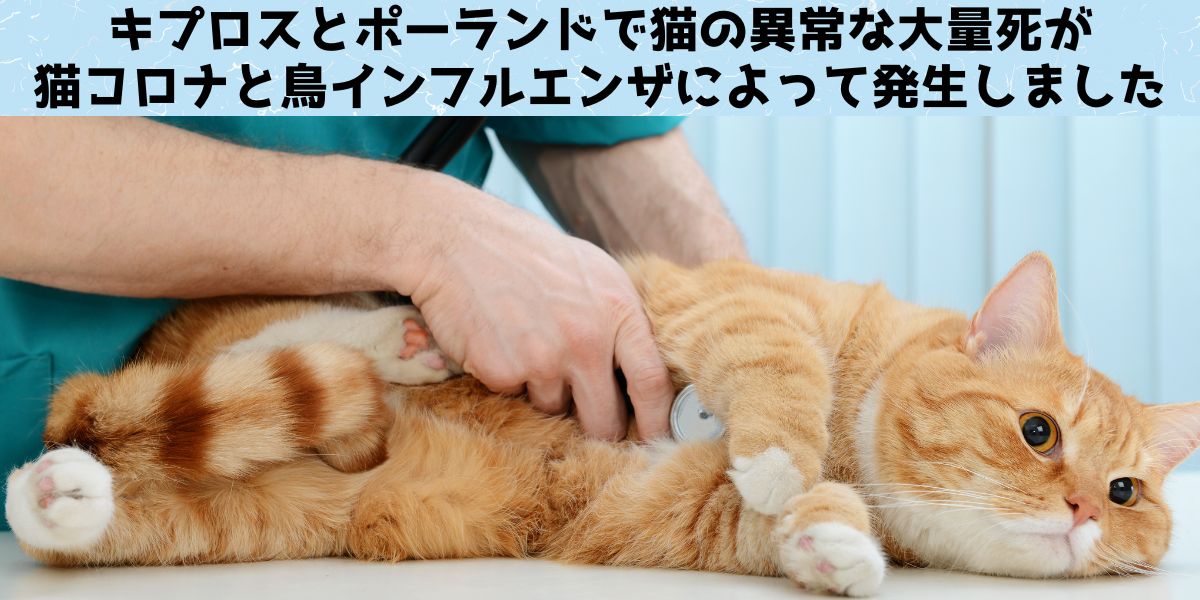 キプロスとポーランドで猫の「異常な大量死」が発生！