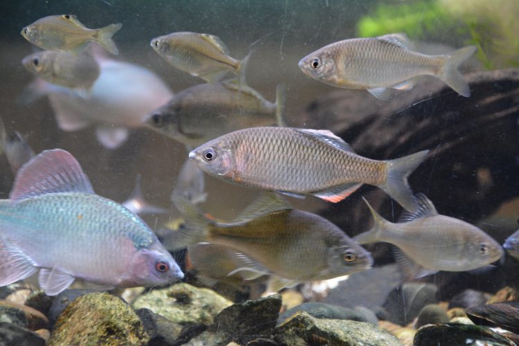 川を泳ぐ淡水魚の例