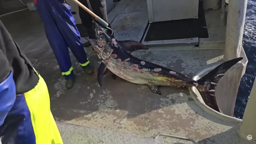 蜂の巣状態になったメカジキが釣り上げられる！