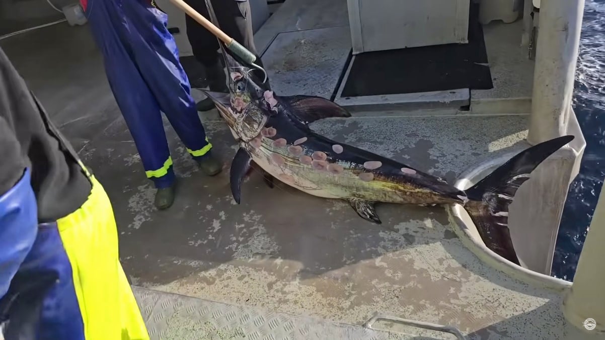 蜂の巣状態になったメカジキが釣り上げられる！