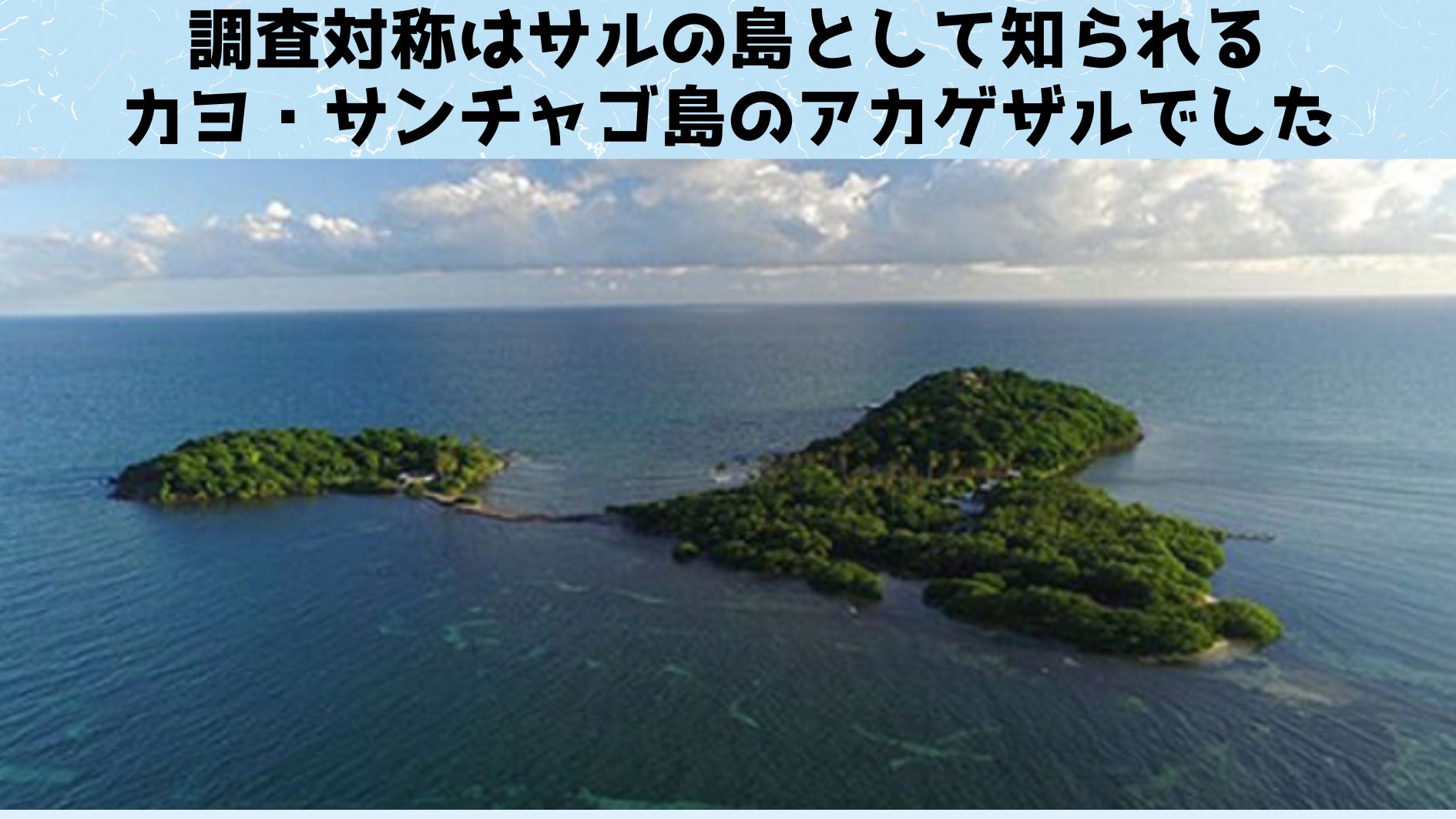 野生のサルのコロニーが1700匹も住む、サルの島として知られるカヨ・サンチャゴ島