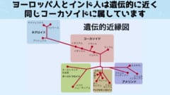 ヨーロッパ人とインド人は遺伝的に近く同じコーカソイドに属します