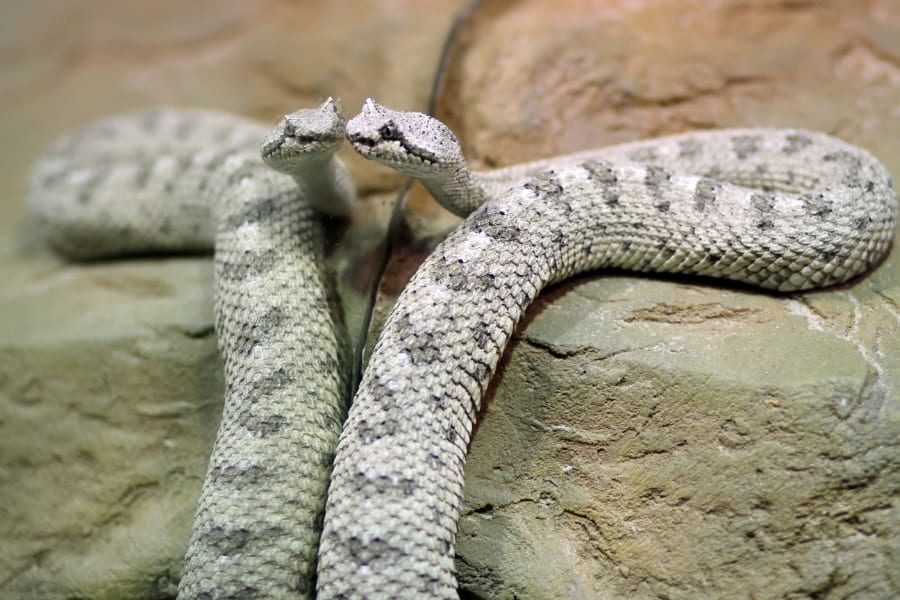 ガラガラヘビも仲間が一緒だと不安がやわらぐと判明！