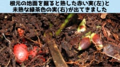 花が咲くのも実を結ぶのも地下という植物は極めて珍しく、35万種を超えるとされる種子植物のなかで、これまでラン科の一種であるリザンテラ属など数例しか報告されていません。