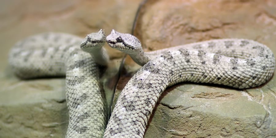 ガラガラヘビも仲間が一緒だと不安がやわらぐと判明！ - ナゾロジー