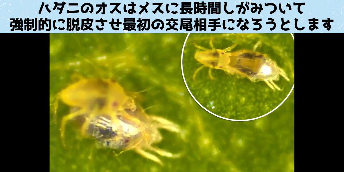 ハダニのオスは粘着質な強制脱衣の執行者でもあった