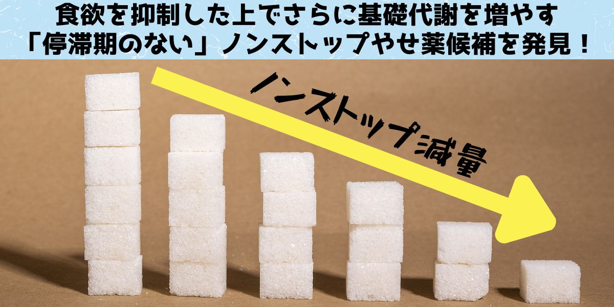 食欲抑制した上でさらに基礎代謝を増やす「停滞期のない」やせ薬候補を発見！