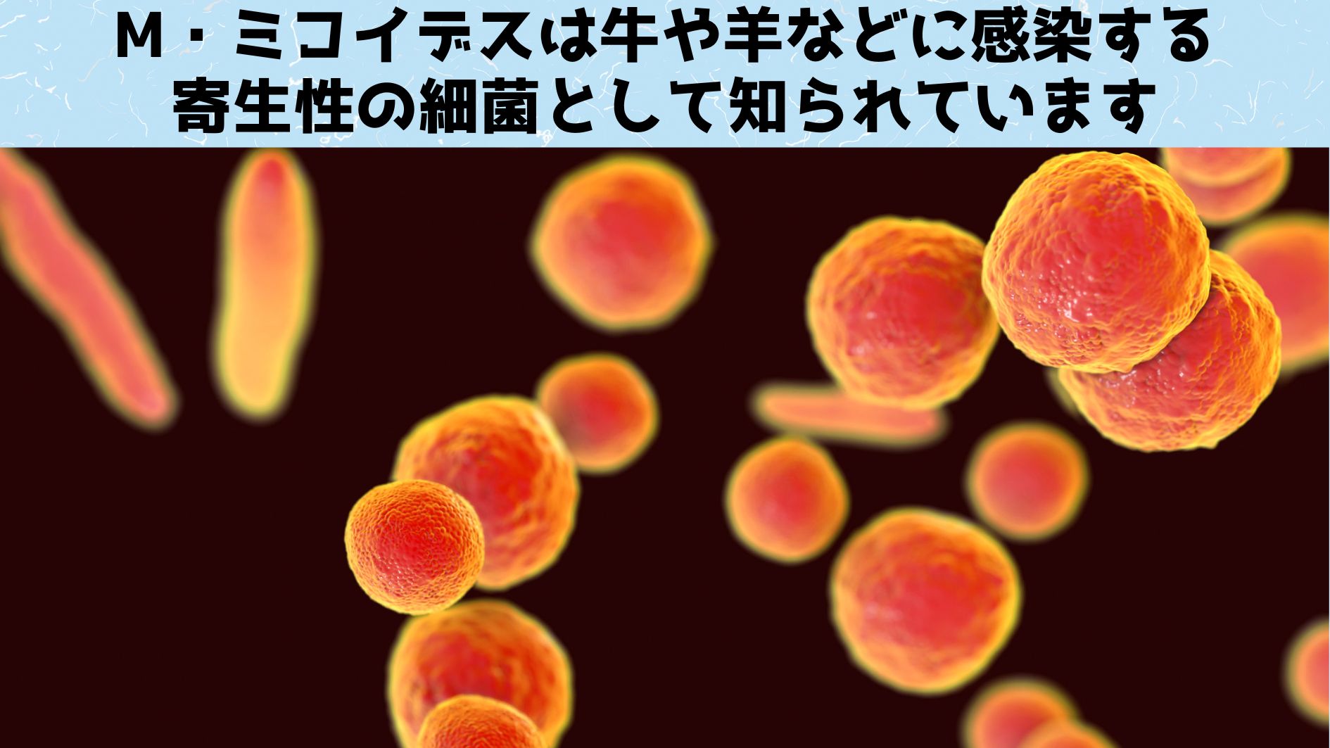 寄生性の生物は一般に、寄生生活が長くなる細胞内部の機能をどんどんパージ（捨て）てしまうようになります。