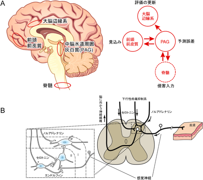 人間における水道周囲灰白質(PAG)の位置