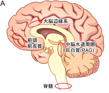 人間における水道周囲灰白質(PAG)の位置