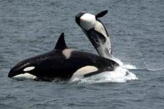 海を泳ぐ２頭のシャチ