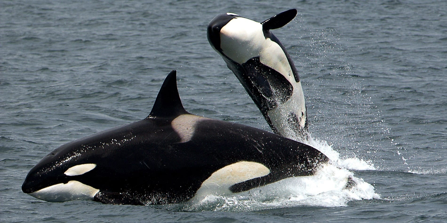 海を泳ぐ２頭のシャチ