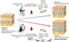 有酸素トレーニングとレジスタンストレーニングの皮膚若返り効果。