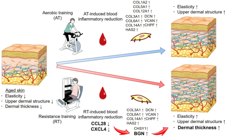 有酸素トレーニングとレジスタンストレーニングの皮膚若返り効果。