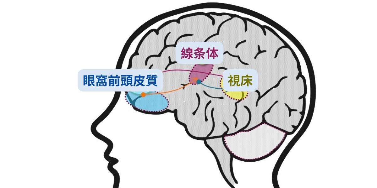 回路が適切に働かないことが強迫観念や強迫行動の一因とみられている。