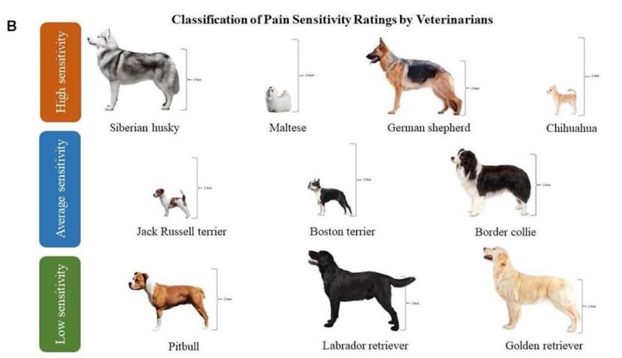 獣医師の評価をもとにした痛み感受性グループ。「高感度」にはチワワ、ジャーマンシェパード、マルチーズ、シベリアンハスキーなど、「中感度」はボーダー・コリー、ボストン・テリア、ジャック・ラッセル・テリアなど、「低感度」にはゴールデンレトリーバー、ピットブル、ラブラドールレトリーバーなど）が含まれる。