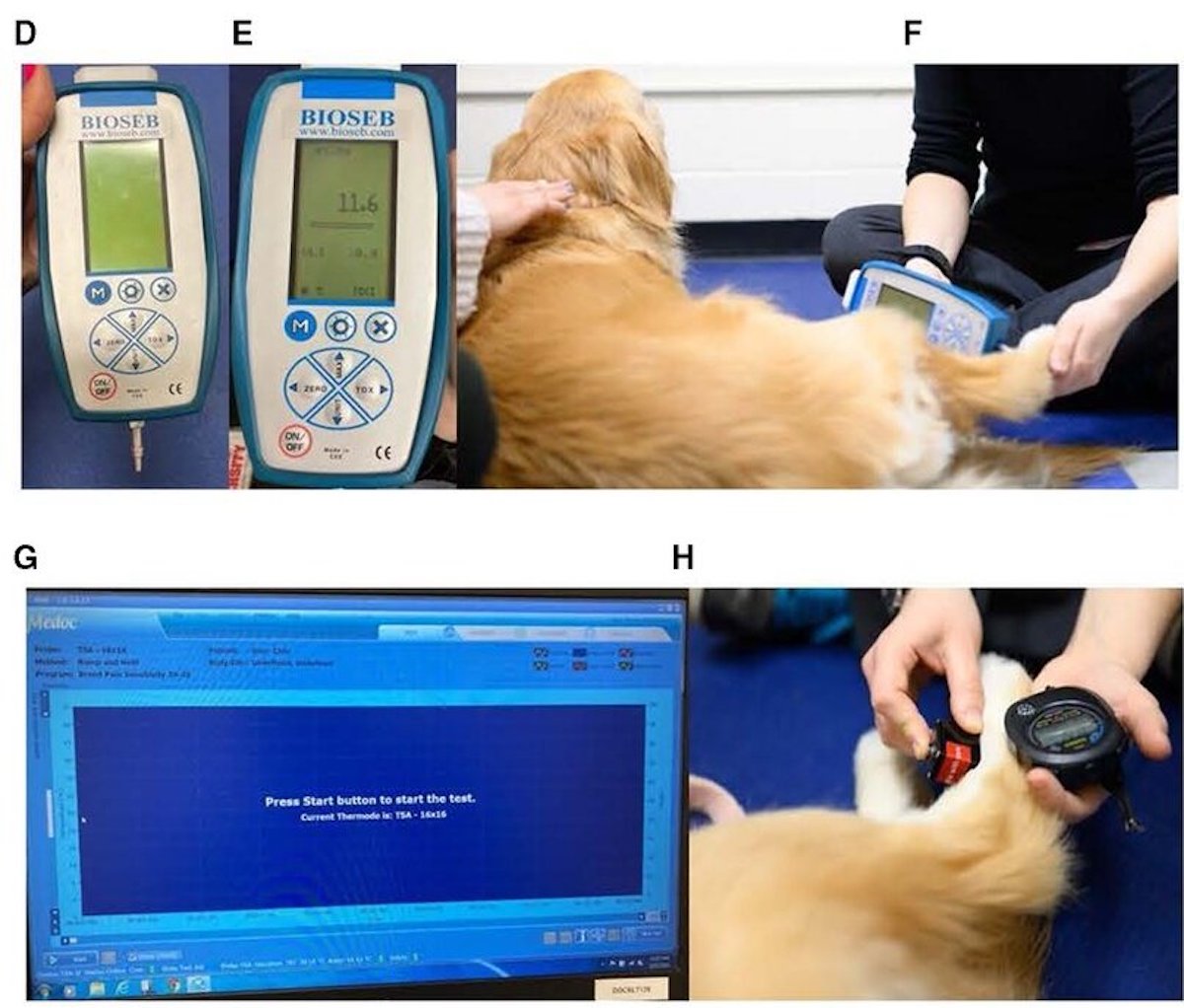 使用された機材と、実験協力犬に刺激を与える様子。刺激を与える場所や機材の当て方など痛みを感じにくいように工夫され、犬が前足を動かすと終了した。