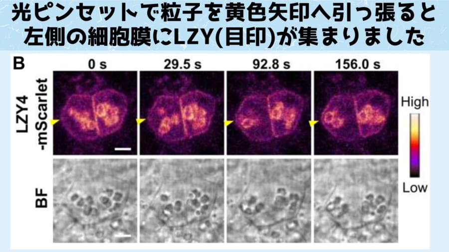 光ピンセットで粒子を引っ張ると横側の膜が下側と認識されるようになりました