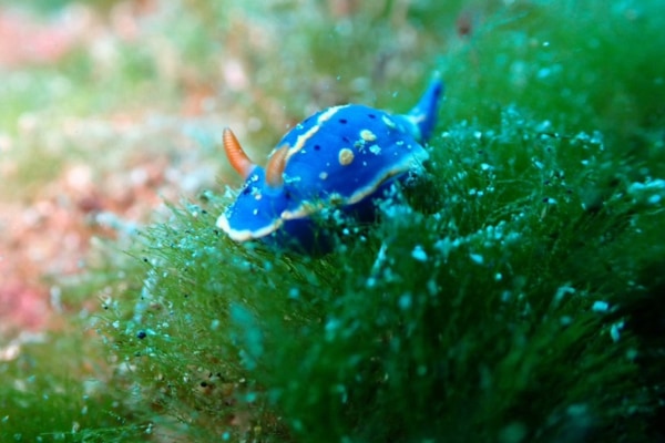 実は水族館でも上手く飼えない？「海の宝石」ウミウシの不思議