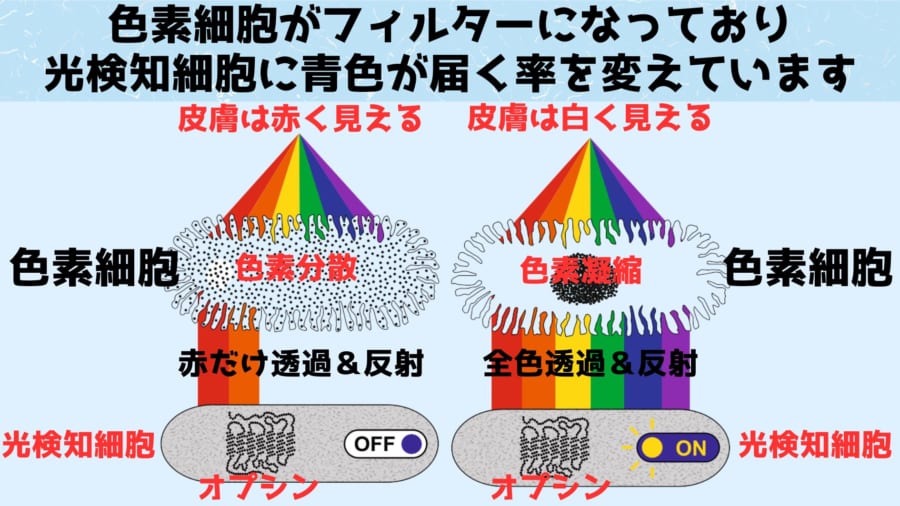 色素細胞がフィルターとなり光検知細胞に届く色を変えている