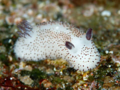 ふわふわのウサギのようなゴマフビロードウミウシ