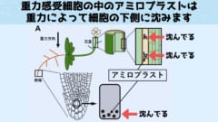 神経もない植物がどうやって重力を感知するのか？仕組みを解明！の画像 6/9