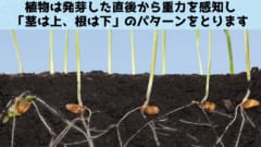 神経の無い植物はどうやって上下を感じるのか？