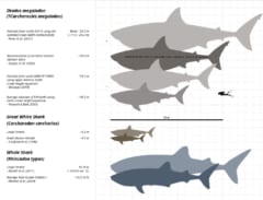 上からメガロドン、ホホジロザメ、ジンベエザメ