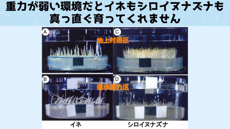 植物が重力を感じる仕組みを利用すれば宇宙でも植物をまっすぐ育てられるかもしれません