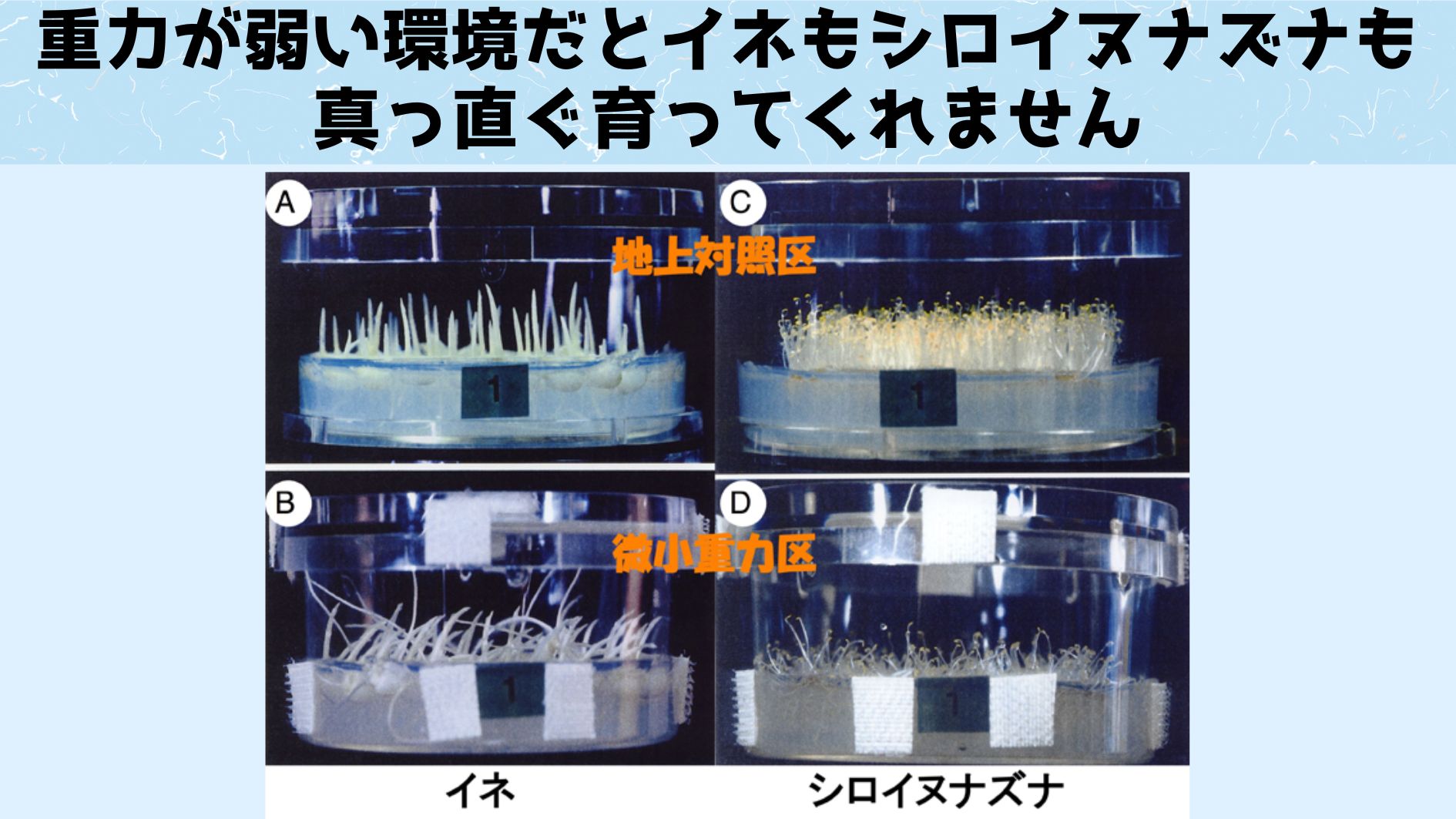 植物が重力を感じる仕組みを利用すれば宇宙でも植物をまっすぐ育てられるかもしれません