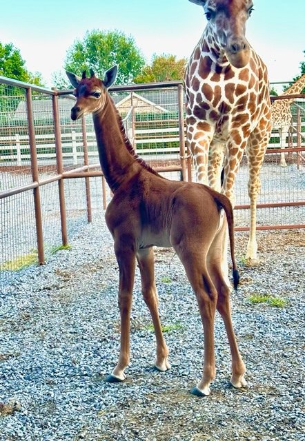 ブライツ動物園で誕生した模様なしのアミメキリン（メス）