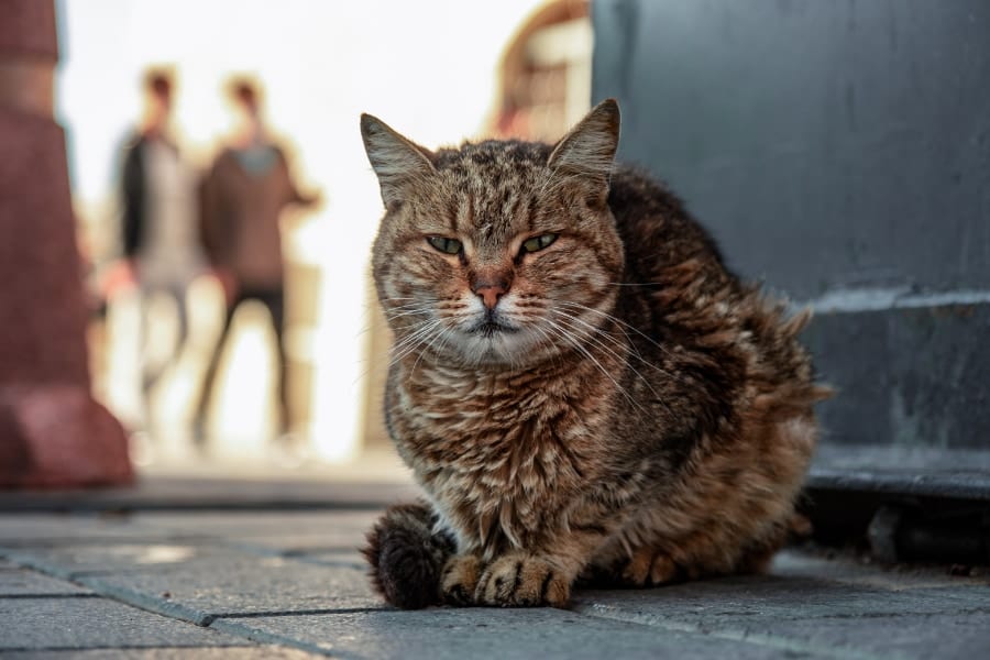 野良猫に噛まれた男性が科学的に知られていない「未知の細菌」に感染