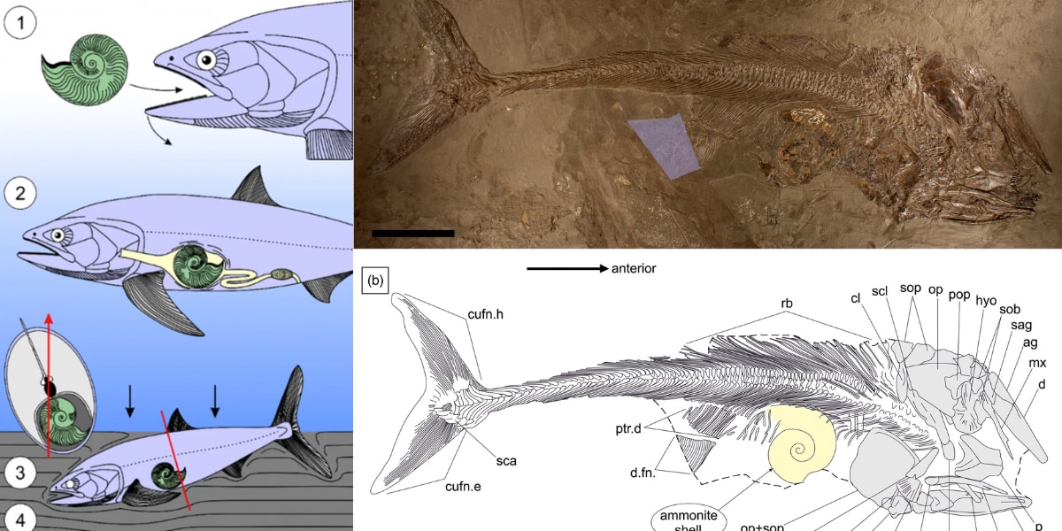 デカすぎるアンモナイトを丸呑みして死んだしまったジュラ紀の魚