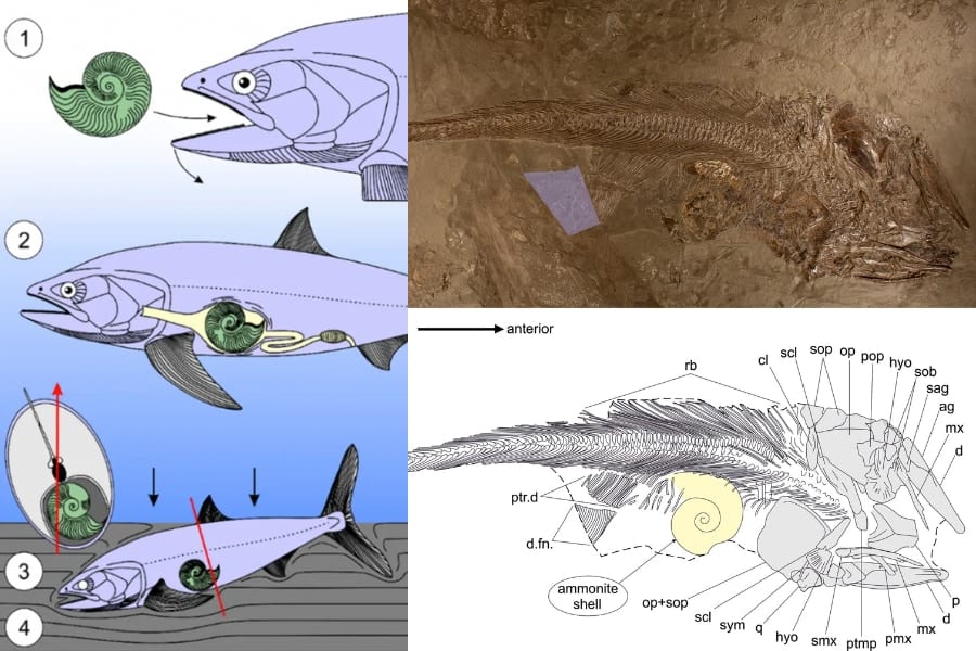デカすぎるアンモナイトを丸呑みして死んでしまったジュラ紀の魚