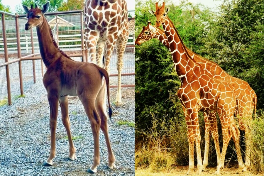 米動物園に「模様のないキリン」が生まれる！現状では世界唯一