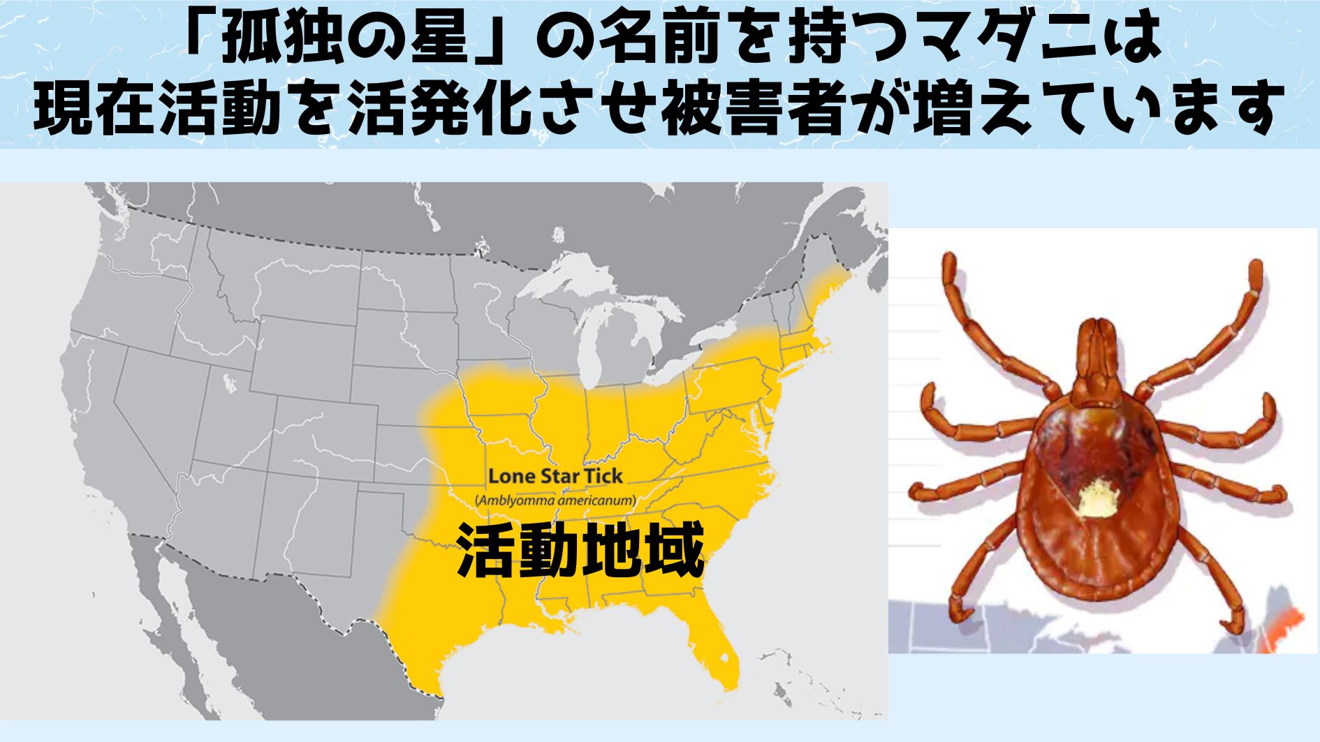 刺されると「お肉」が食べられなくなるマダニが急加