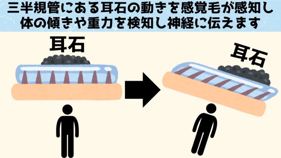 動物は重い耳石の動きを感覚毛が検知して情報を神経に送っています