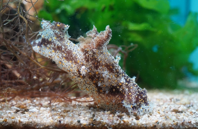 水族館でもよく見られるヒカリウミウシ