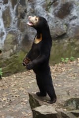 2本足で直立する杭州動物園のマレーグマ