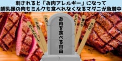 刺されると「お肉」が食べられなくなるマダニが急増中