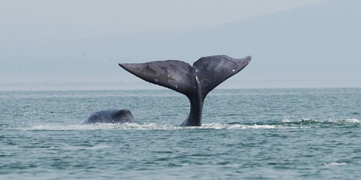 ホッキョククジラ