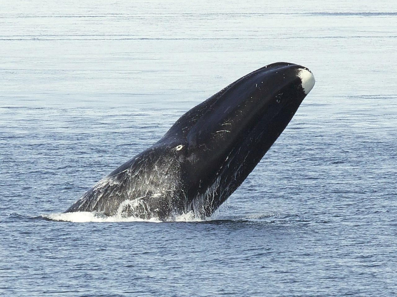 ホッキョククジラ