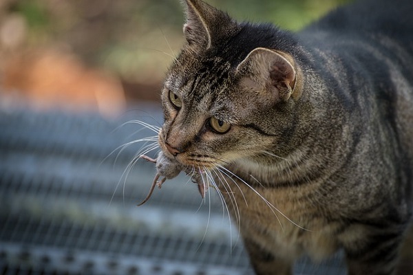 ネコだけ特別?!動物の家畜化とは具体的にどういう状態なのか？