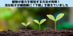 植物が重力を感知する仕組みを解明！