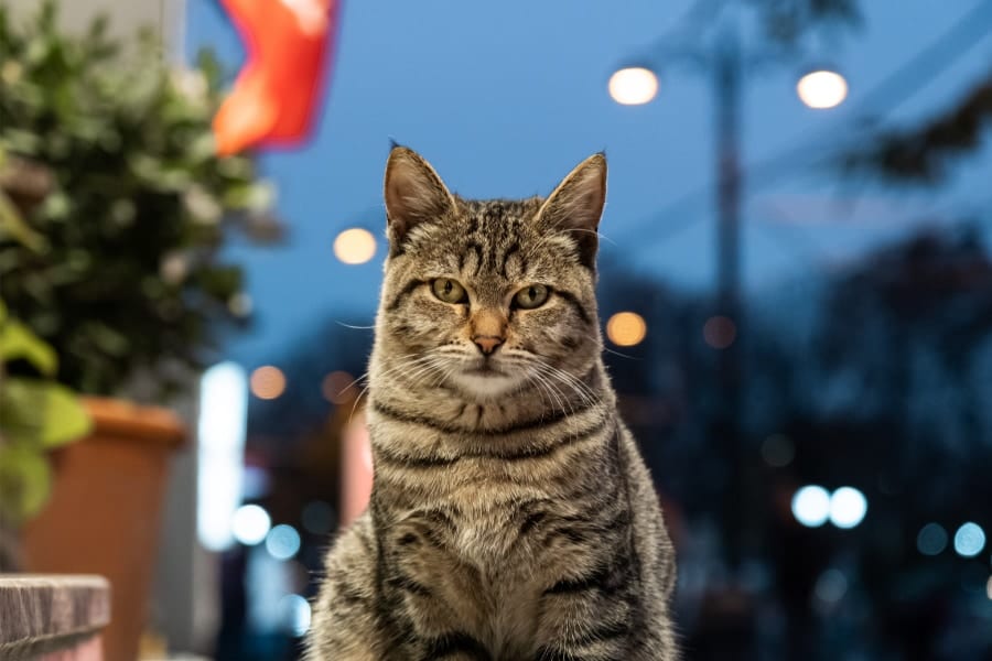 野良猫は未知の細菌を保有している