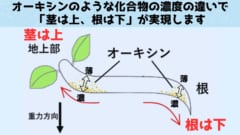 中学の理科や高校の生物の教科書によくみられる図です