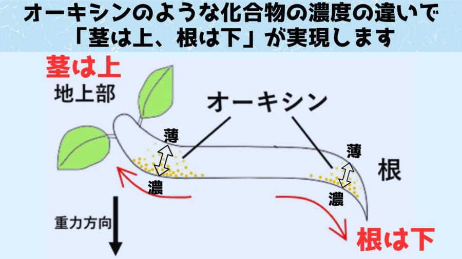 中学の理科や高校の生物の教科書によくみられる図です