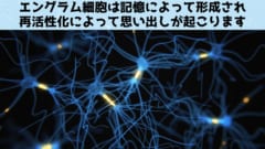 記憶の本質はエングラム細胞にある