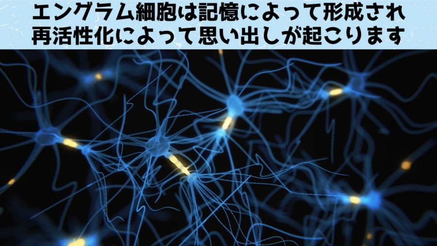 記憶の本質はエングラム細胞にある